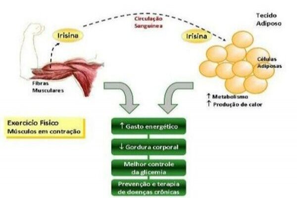 IRISINA –  O HÔRMONIO DA CINESIA MUSCULAR 